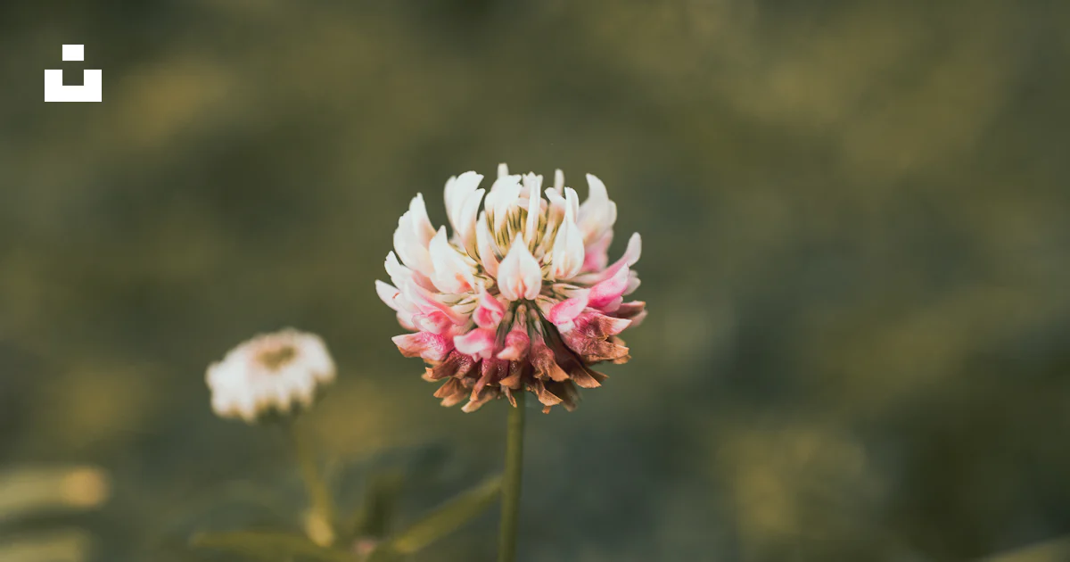 Pink and white flower in tilt shift lens photo – Free Roding valley ...