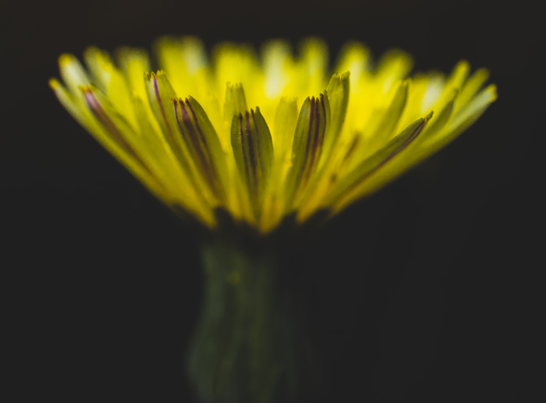 yellow flower in black background