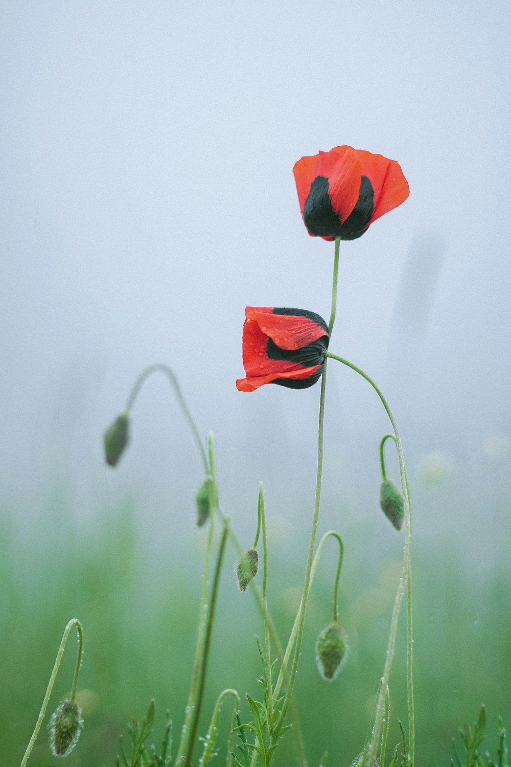 red flower in green grass