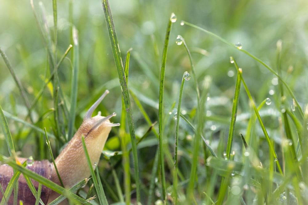 brown bird on green grass during daytime