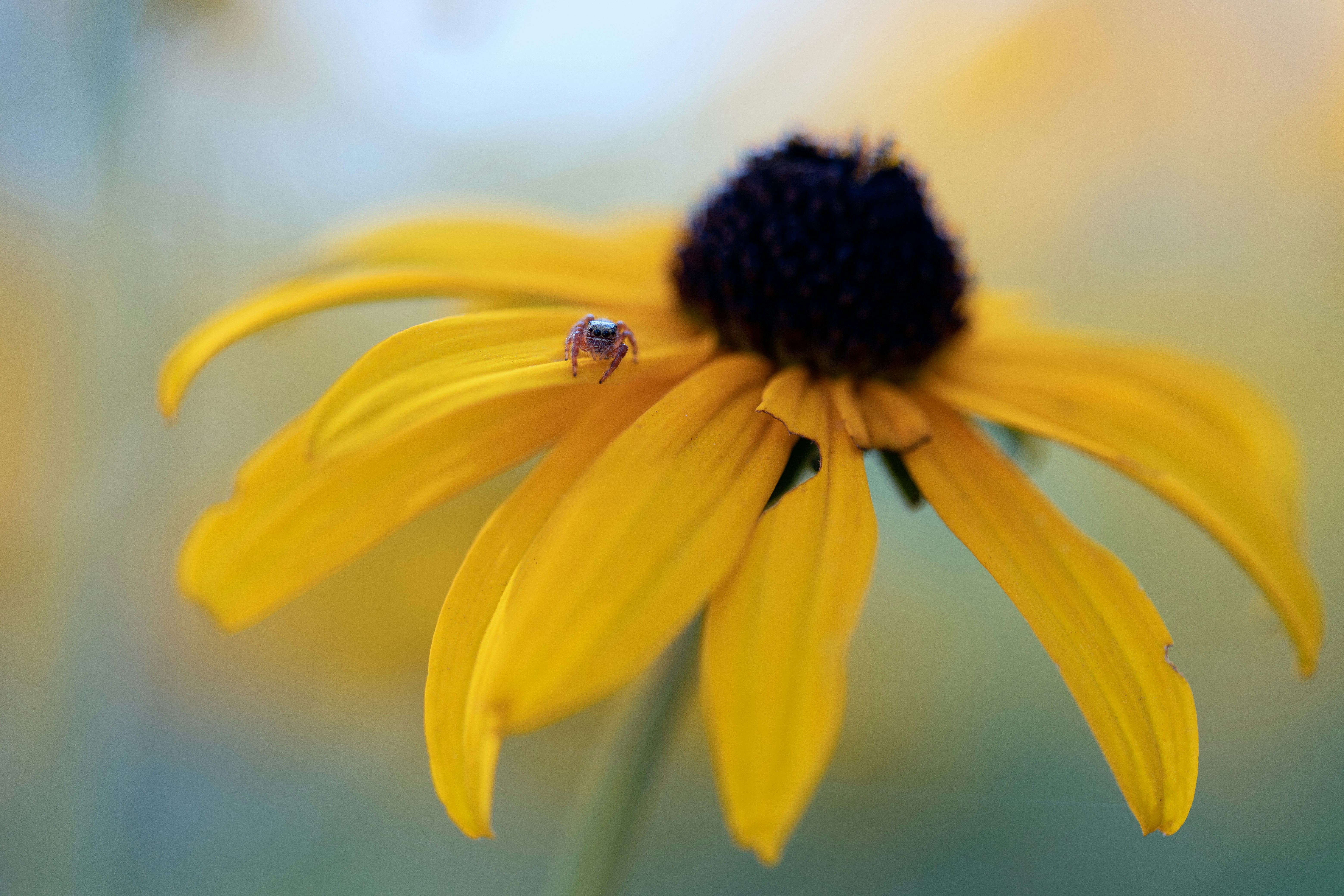 yellow flower in tilt shift lens