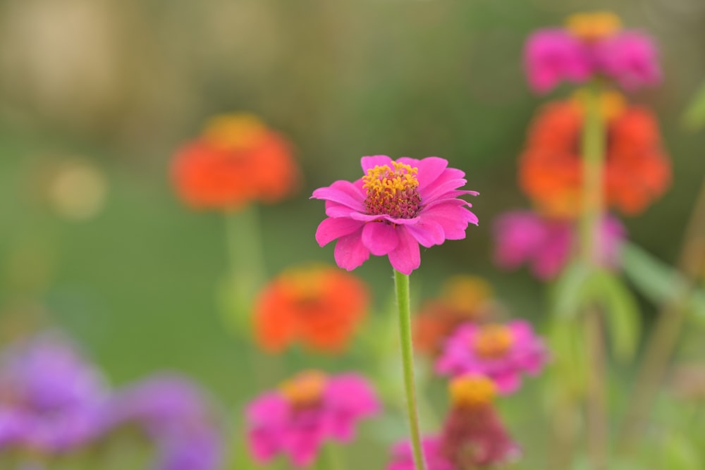 a bunch of flowers that are in the grass