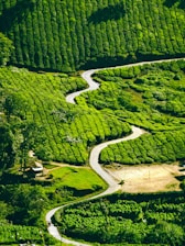 aerial view of green trees and river