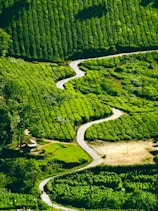 aerial view of green trees and river