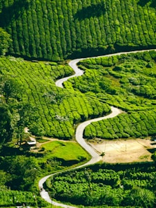 aerial view of green trees and river