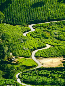 aerial view of green trees and river