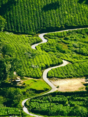 aerial view of green trees and river