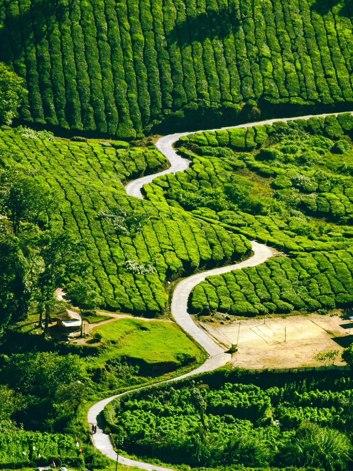 Winding paths through tea gardens seen from above, Munnar, Kerala