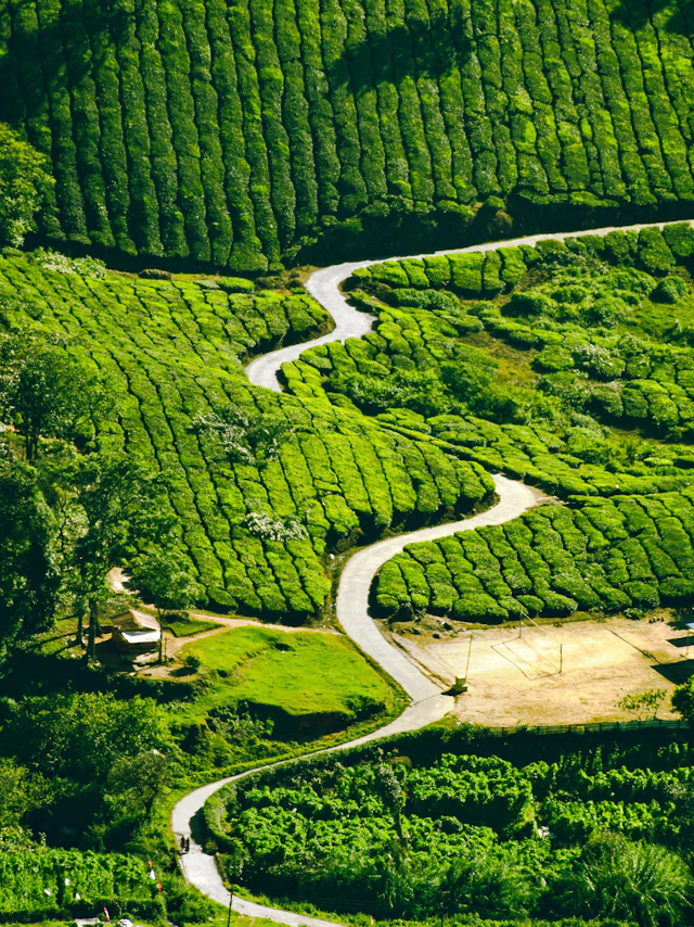 Winding paths through tea gardens seen from above, Munnar, Kerala
