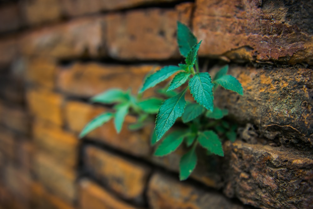 hojas verdes en una pared de ladrillo marrón