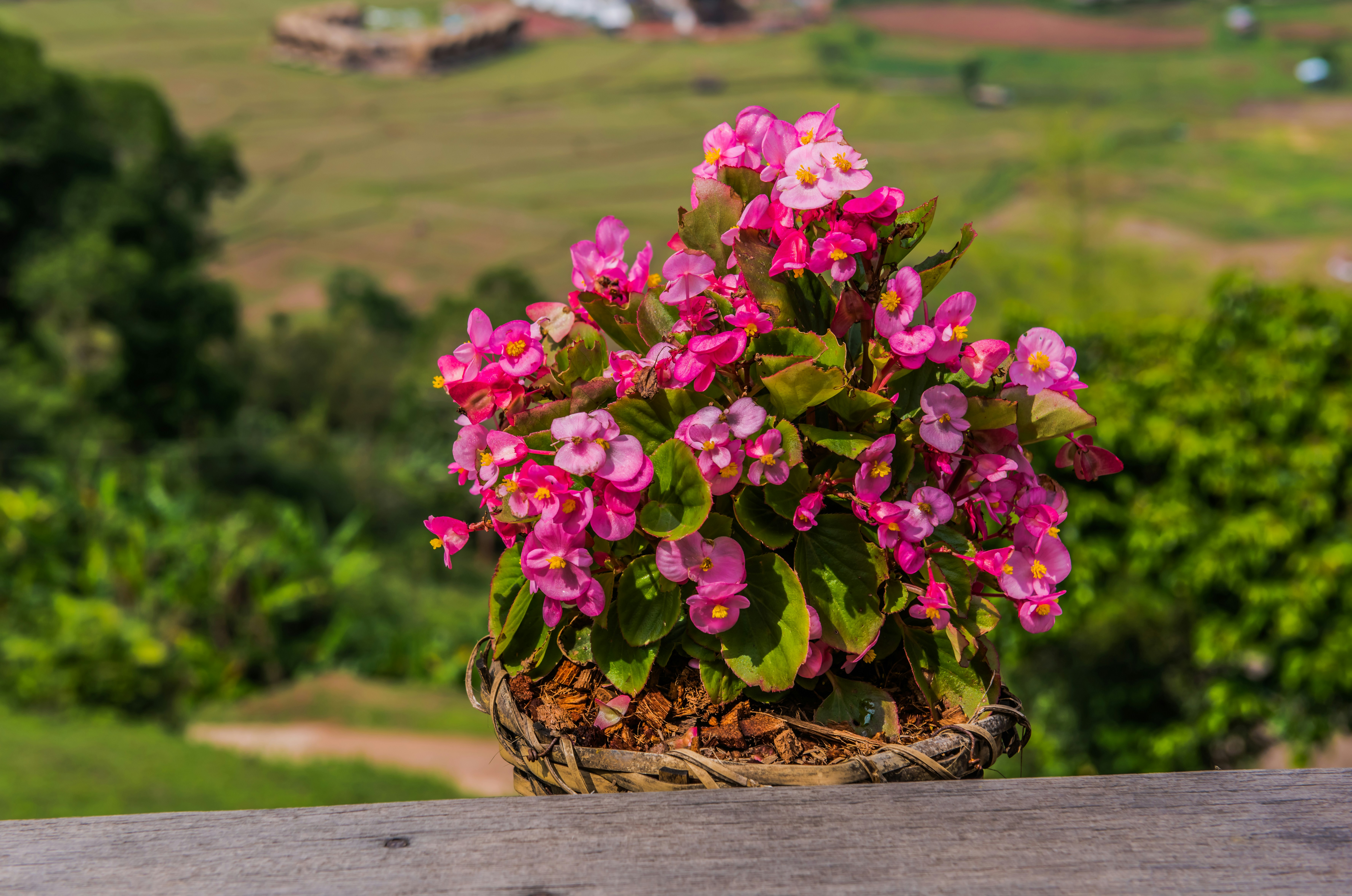 pink flowers in brown woven basket
