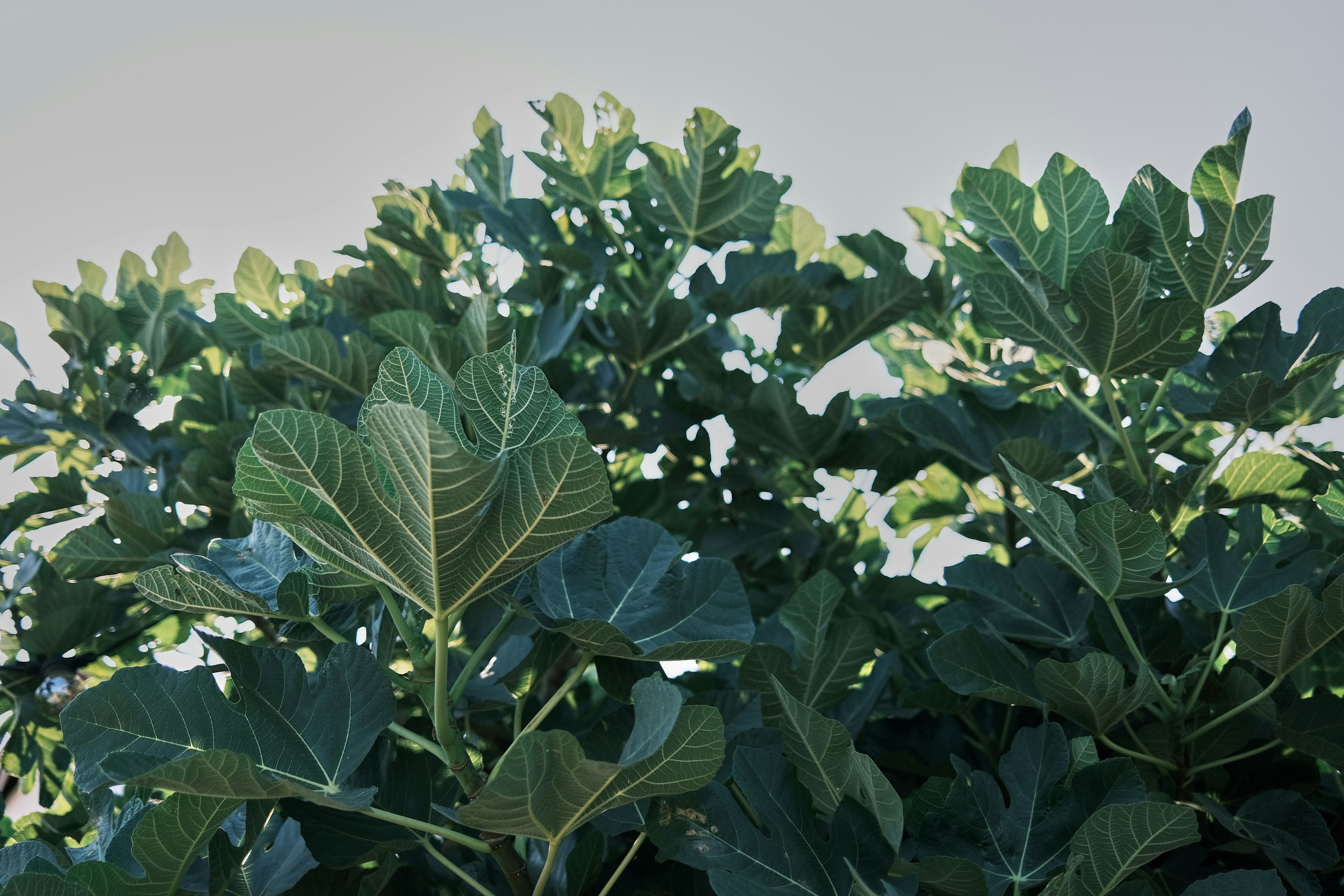 faux fiddle leaf fig tree