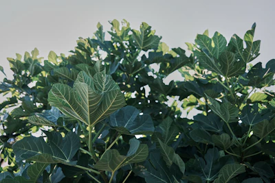 Fiddle Leaf Fig Ficus Lyrata India — Designer Indoor Plant Complete Guide