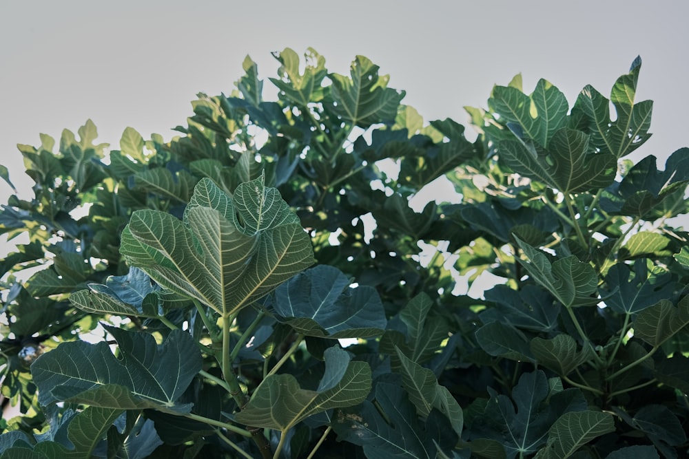 green leaves under white sky during daytime