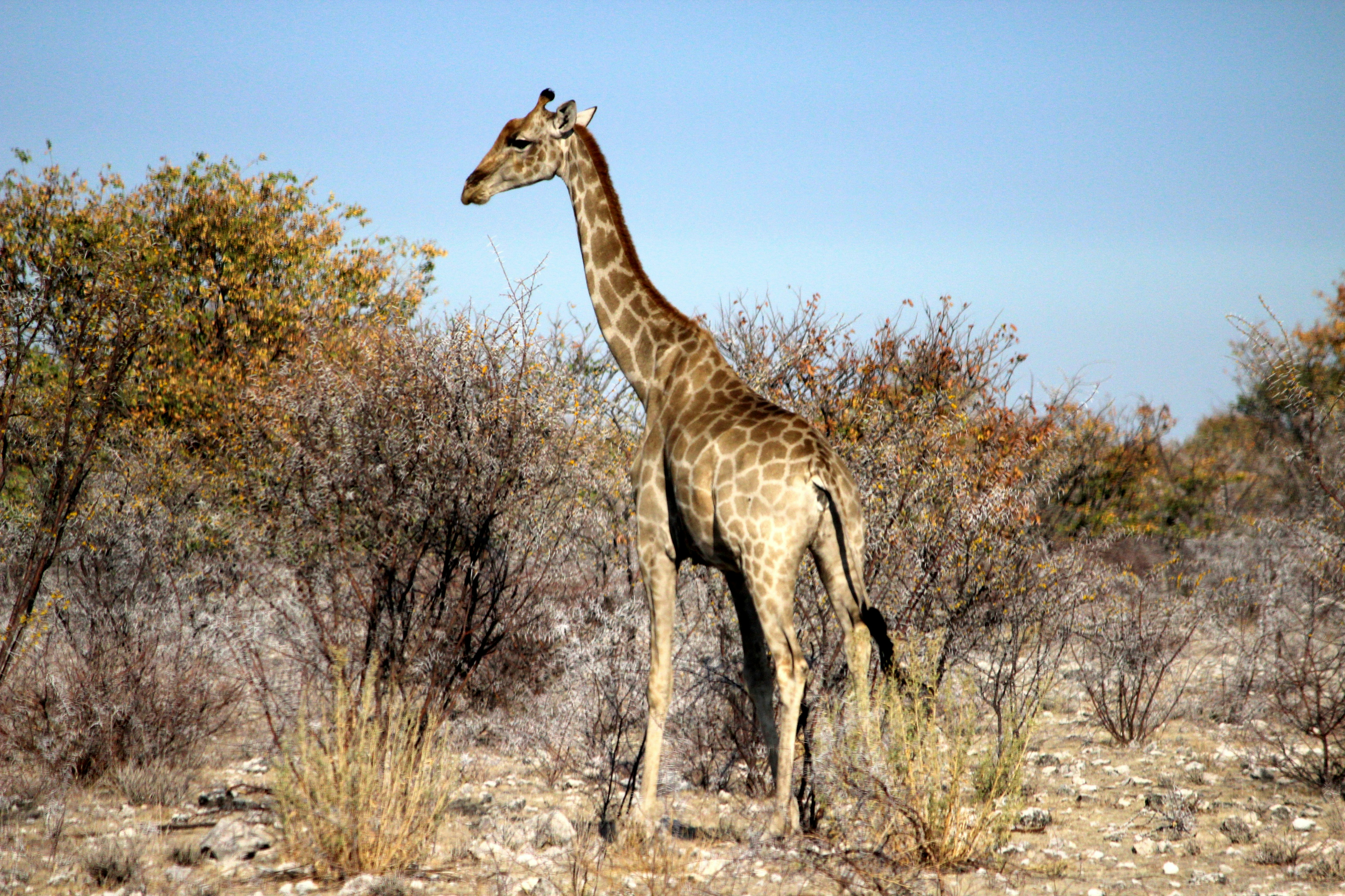 brown giraffe standing on brown grass field during daytime