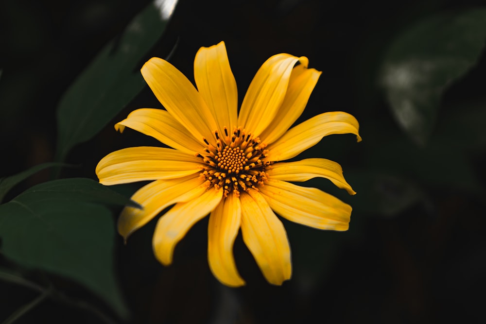 yellow flower in tilt shift lens