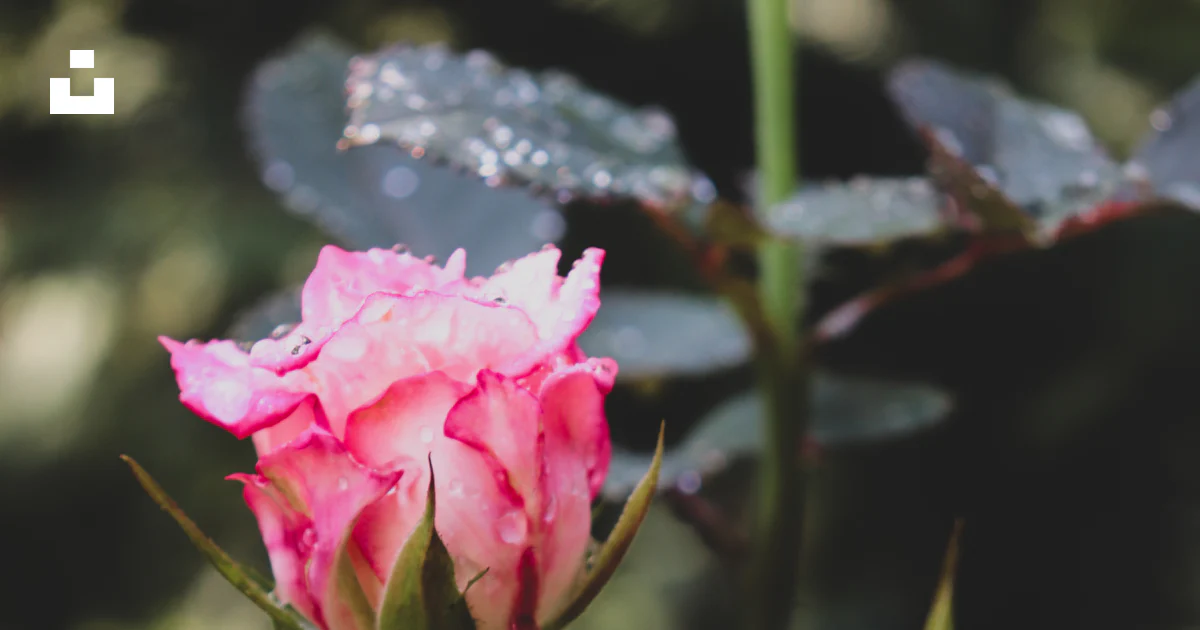 Rosa rosada en flor durante el día foto – Imagen de Flor gratuita en ...