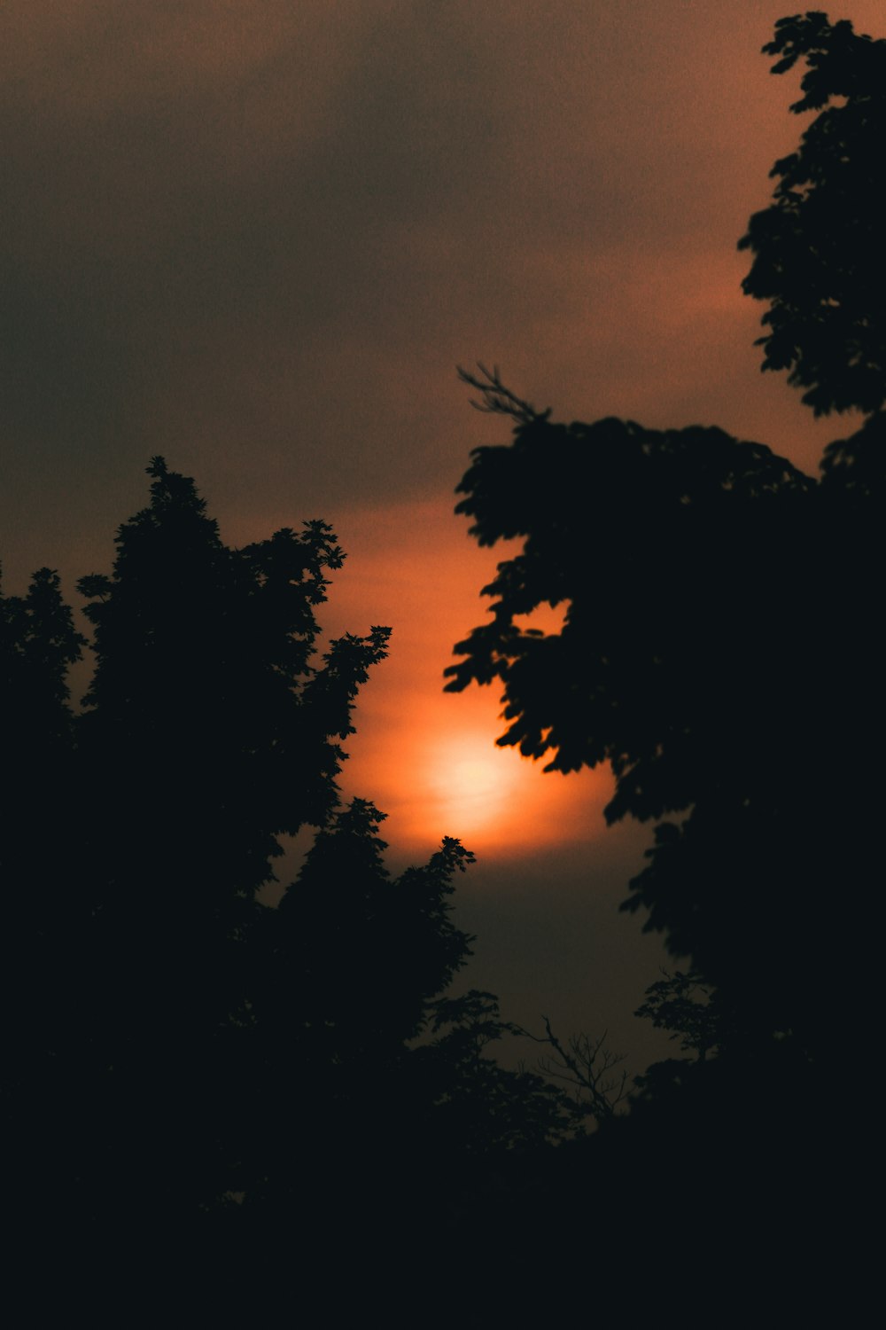 silhouette of trees during sunset