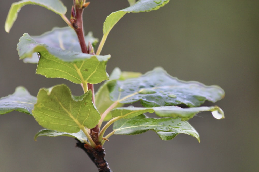 green leaf plant in close up photography