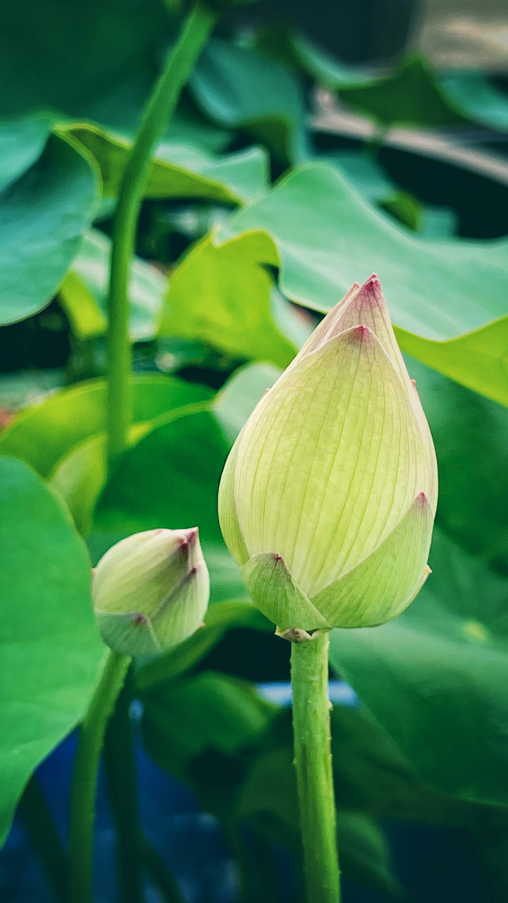 green flower bud in close up photography