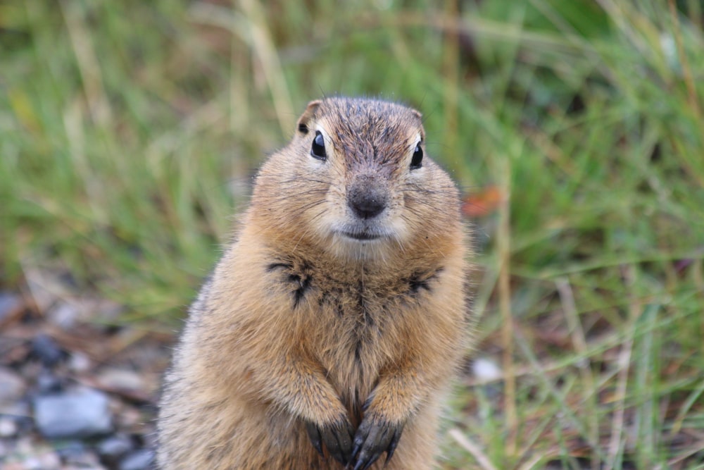 brown rodent on green grass during daytime