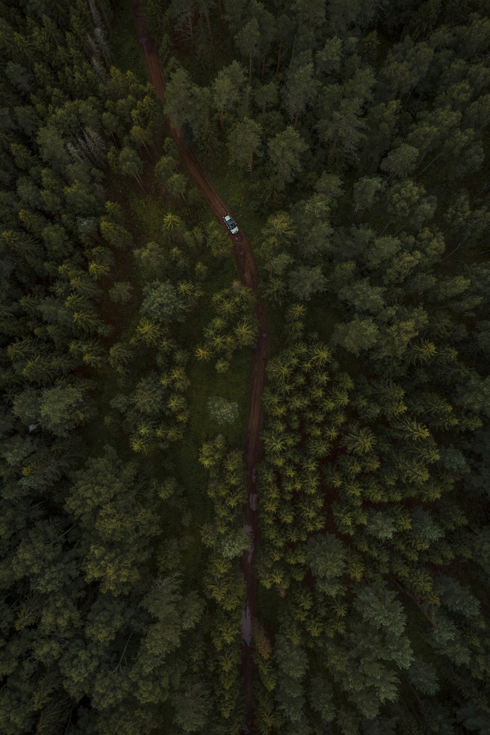 aerial view of green trees