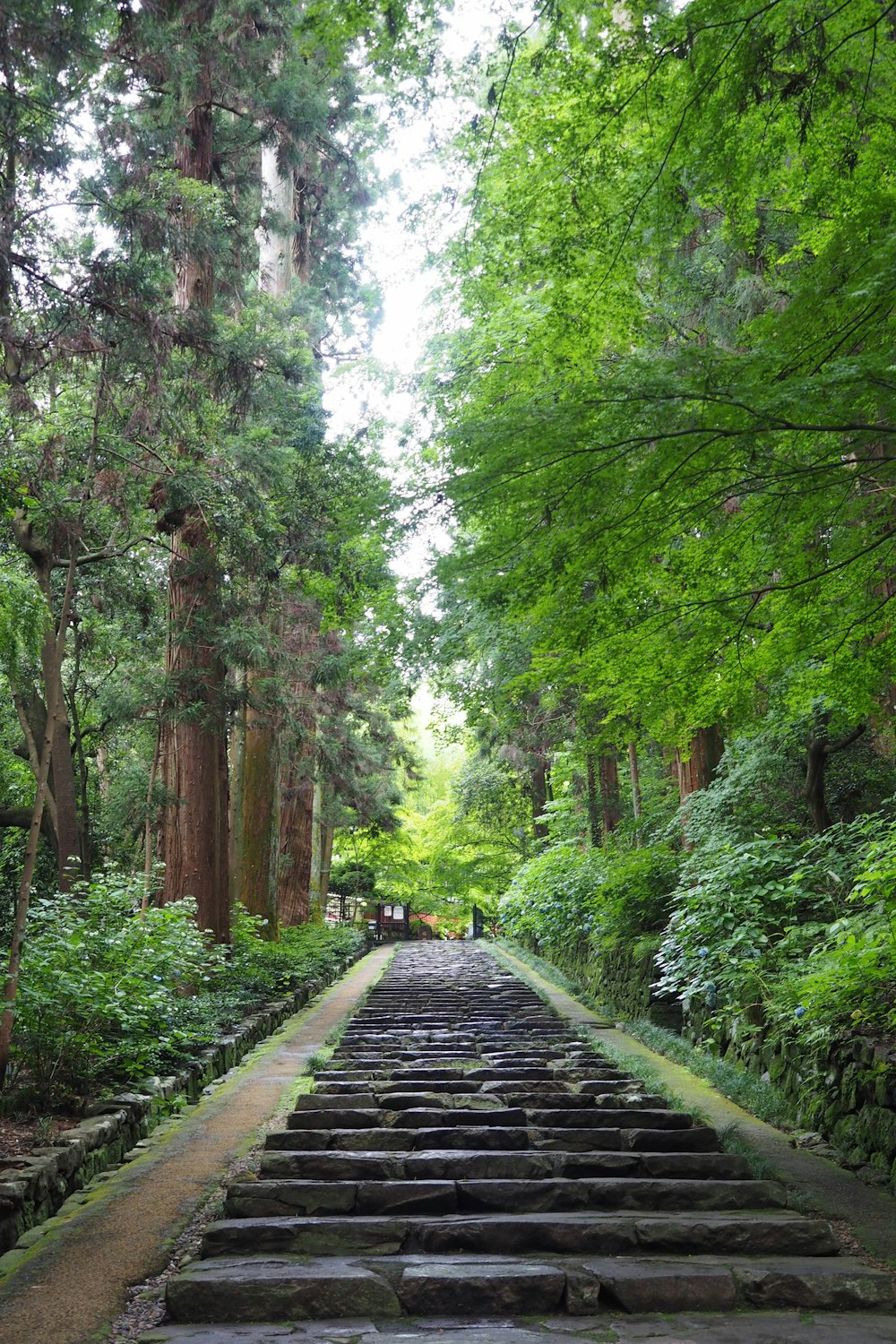 Sentiero tra gli alberi verdi durante il giorno