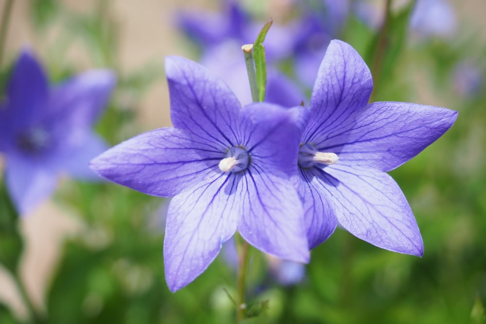 purple flower in tilt shift lens