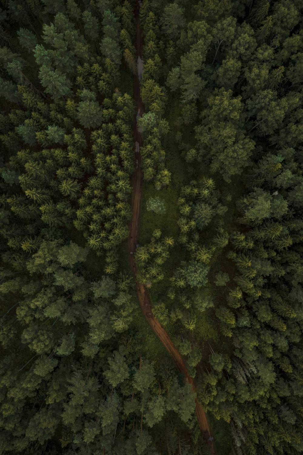 green trees on forest during daytime