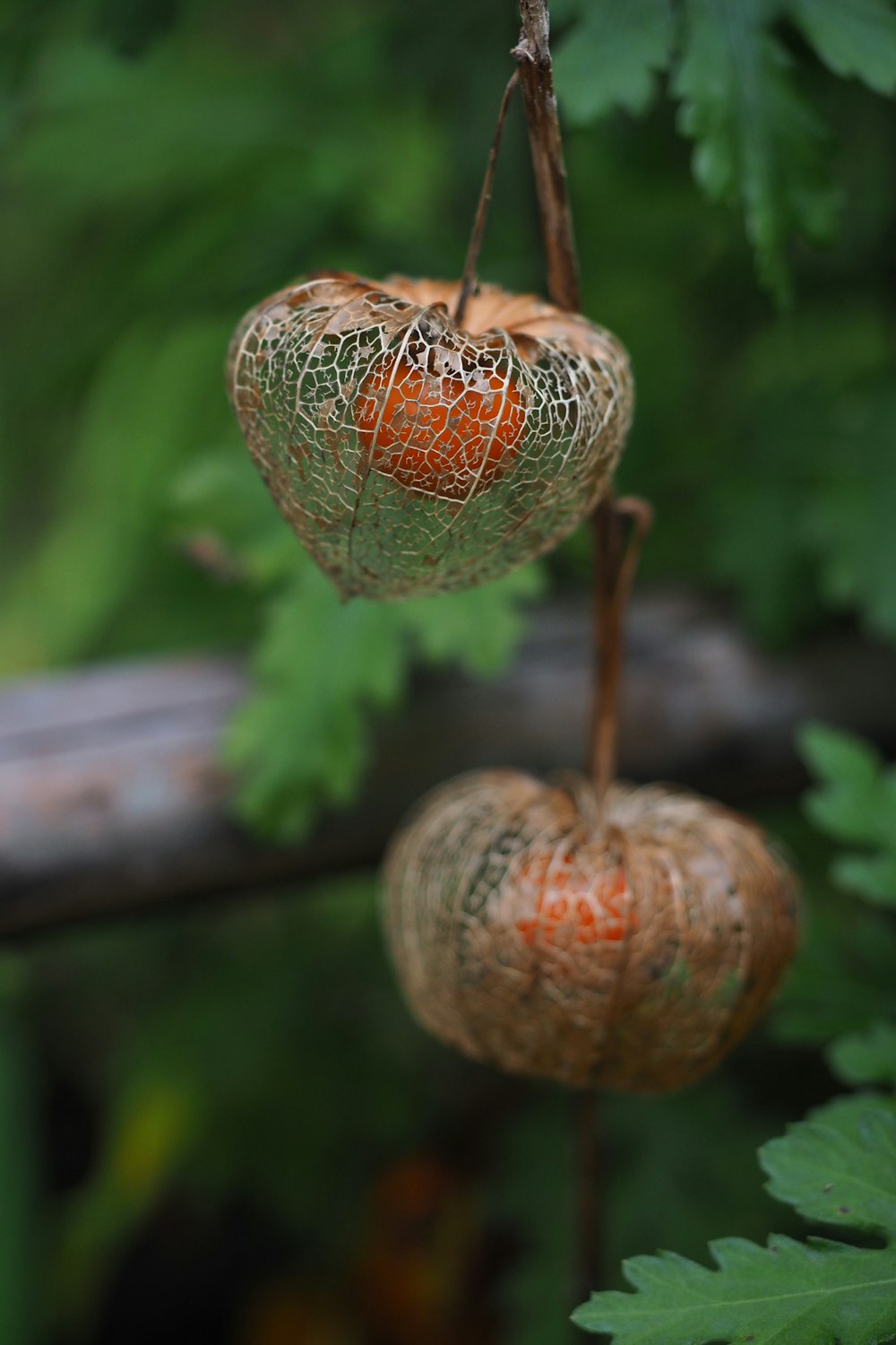 red and green fruit on brown wooden stick