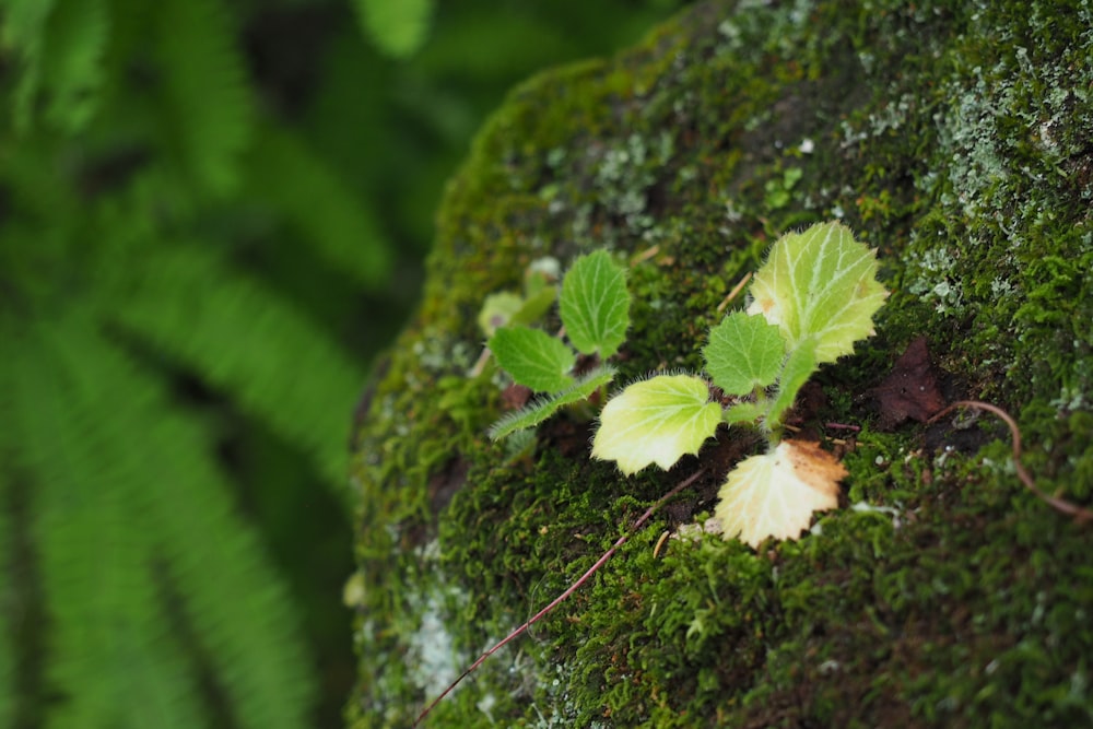 Planta verde sobre suelo marrón