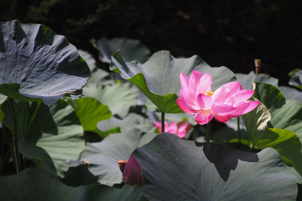 pink and white flower in tilt shift lens