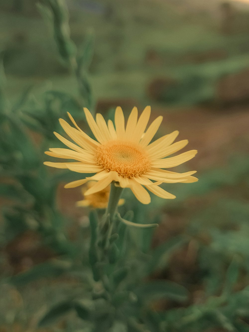 yellow flower in tilt shift lens