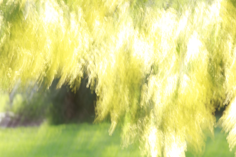 緑の芝生に黄色と白の煙