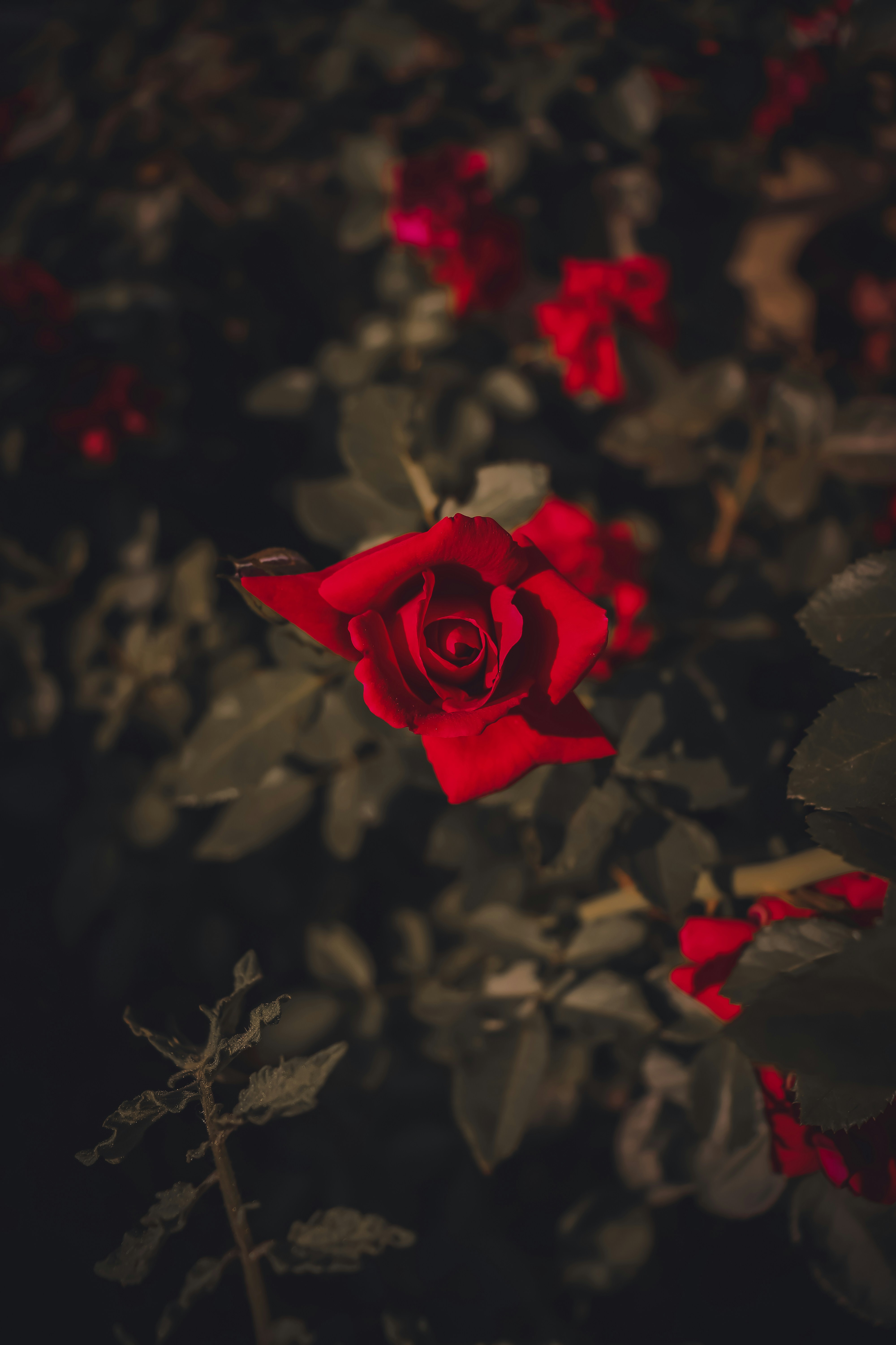 Photo by krisztian21