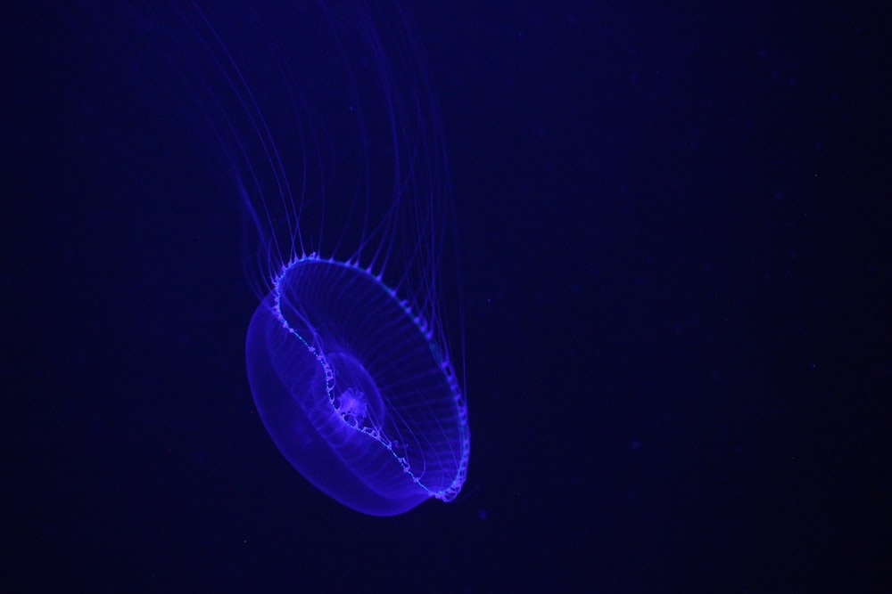 blue jellyfish in blue water