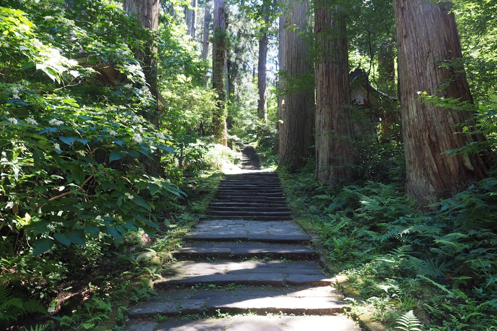 gray concrete pathway between green trees during daytime