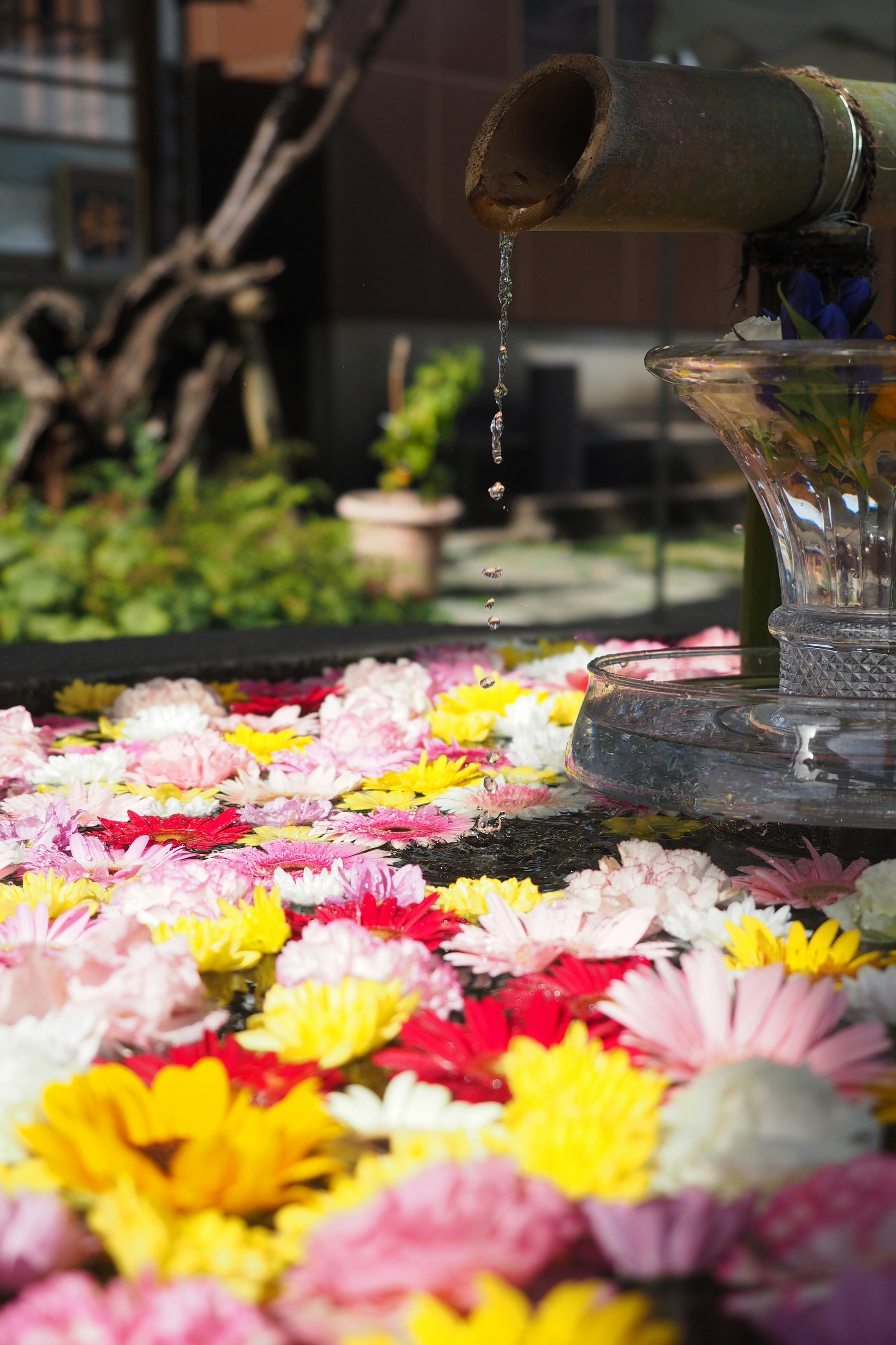 pink and white flowers in clear glass vase