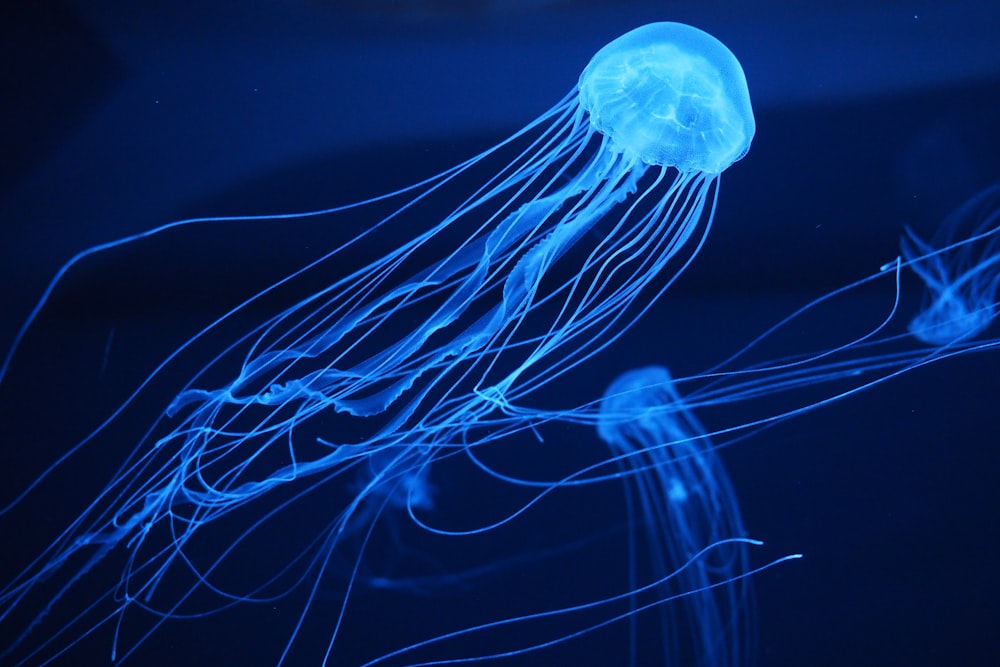 blue jellyfish in blue water