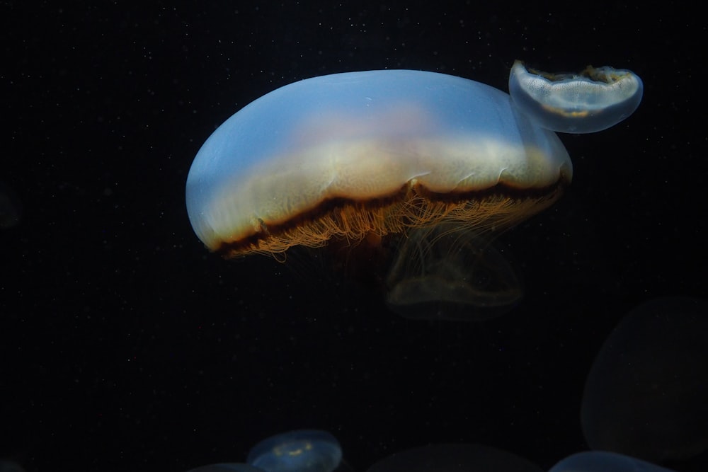 white jelly fish in water