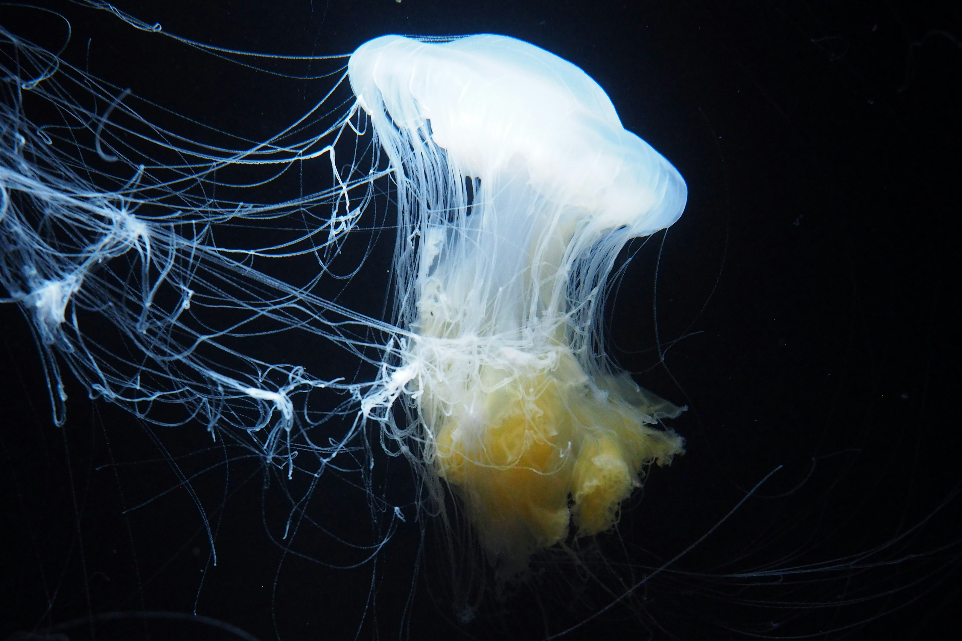 white jellyfish in close up photography