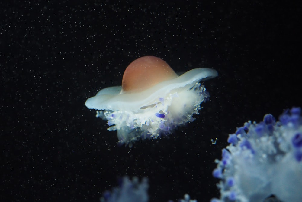 white and blue jellyfish in water