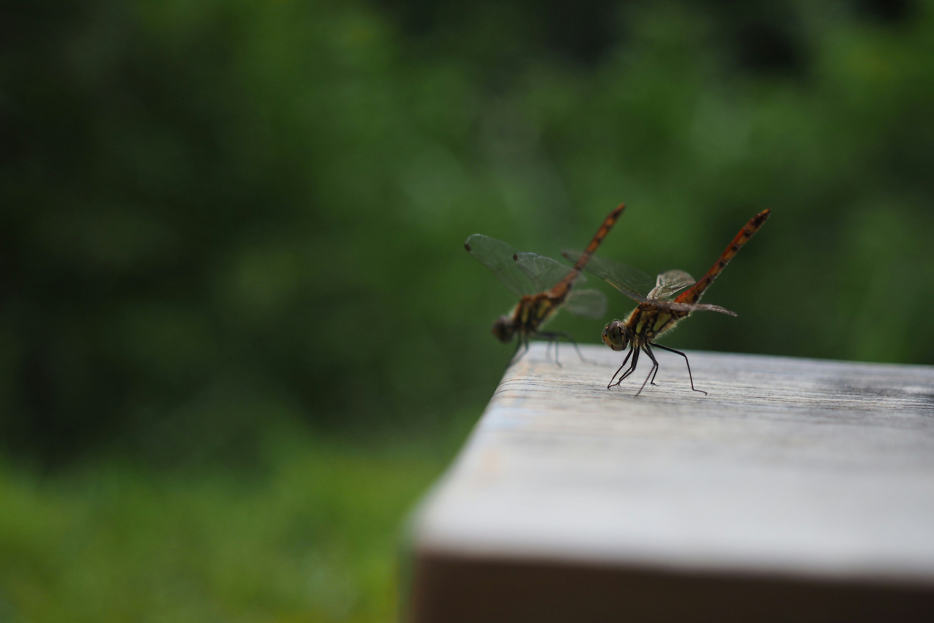 brown dragonfly perched on brown wooden surface during daytime