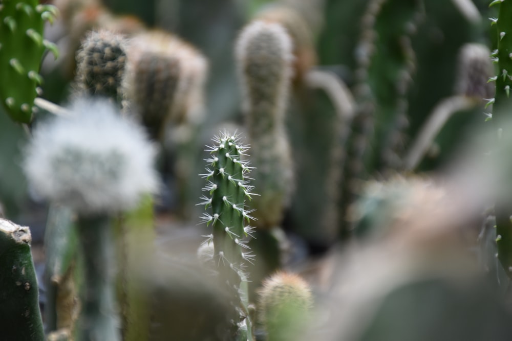 Planta blanca y marrón en el agua