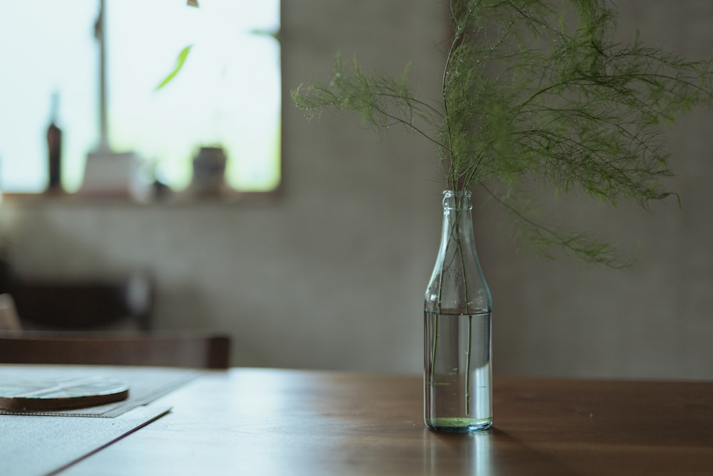 Plante verte dans une bouteille en verre transparent