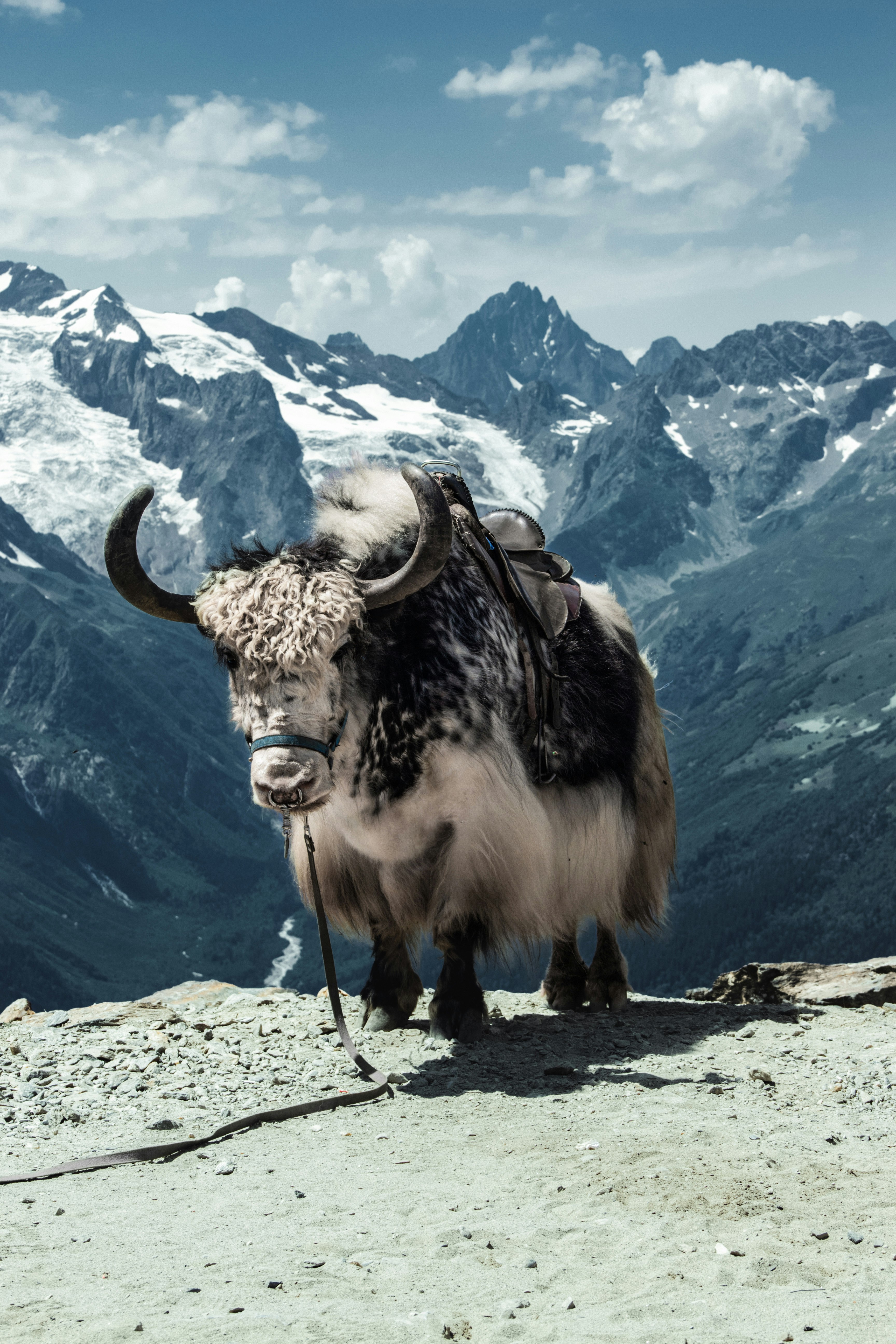 brown yak on brown rock mountain during daytime