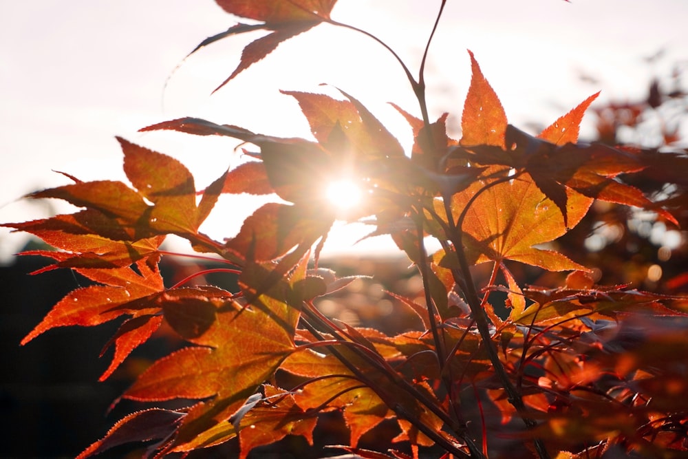 brown leaves under white sky during daytime