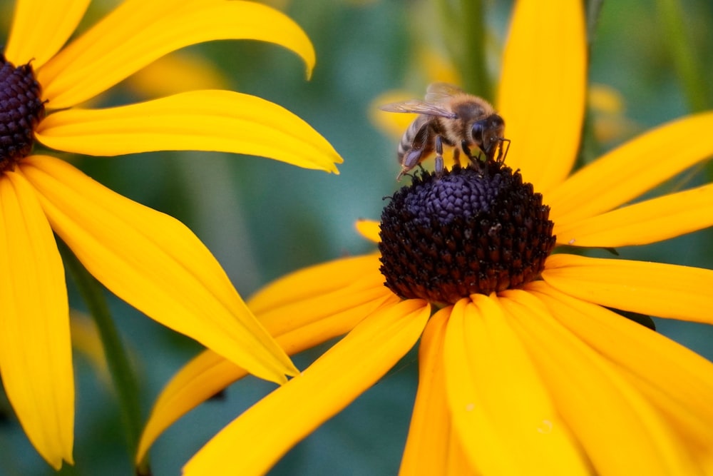 honeybee perched on yellow petaled flower in close up photography during daytime