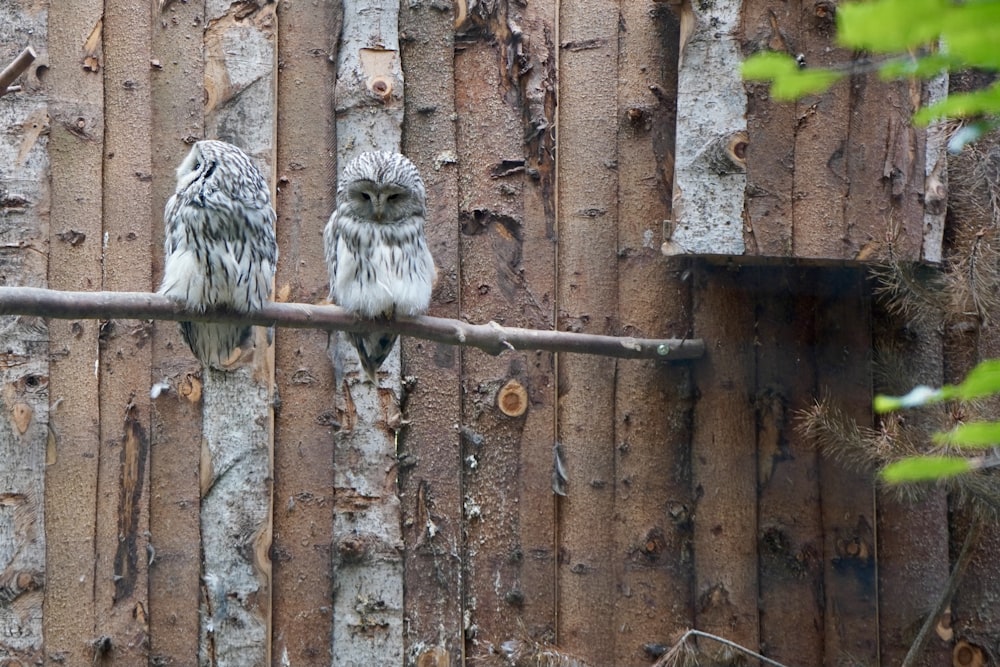 white and black owl on brown wooden fence