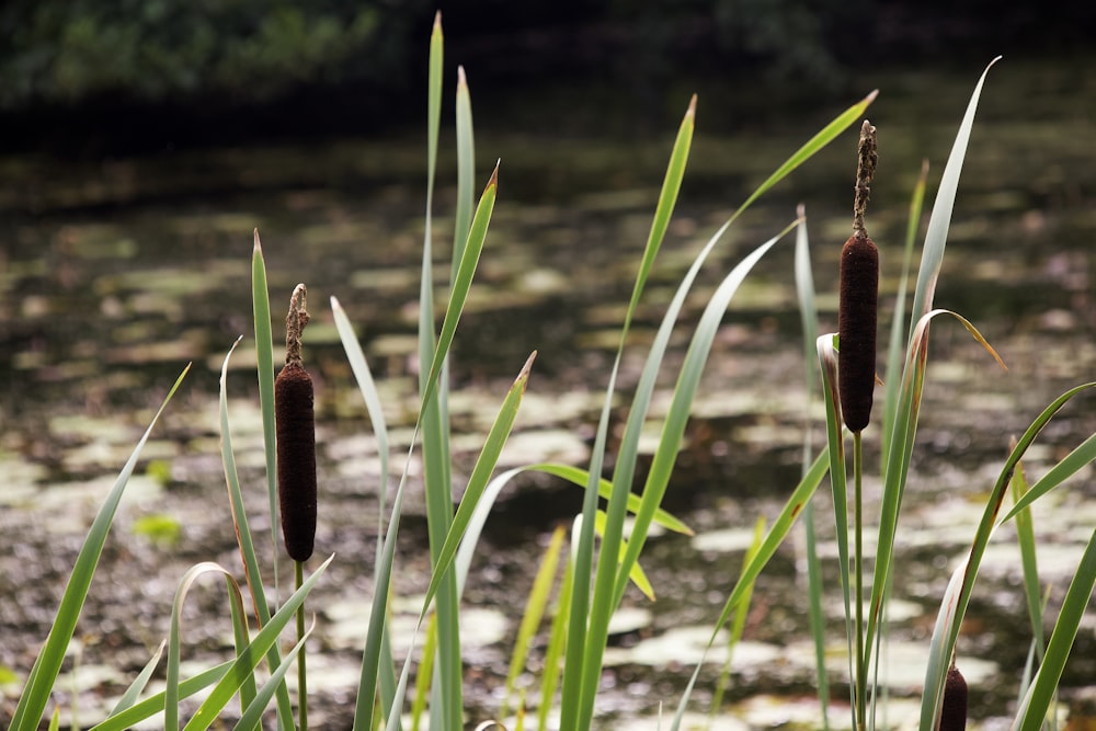 brown and green plant on water